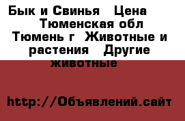 Бык и Свинья › Цена ­ 250 - Тюменская обл., Тюмень г. Животные и растения » Другие животные   